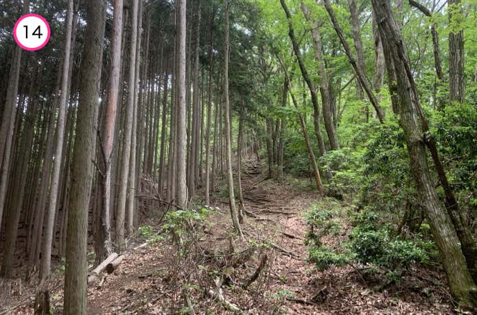 左右で異なる植生