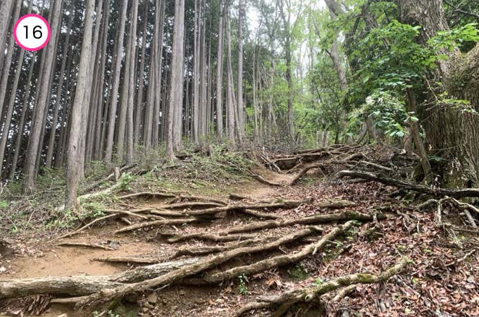 木の根が露出した尾根