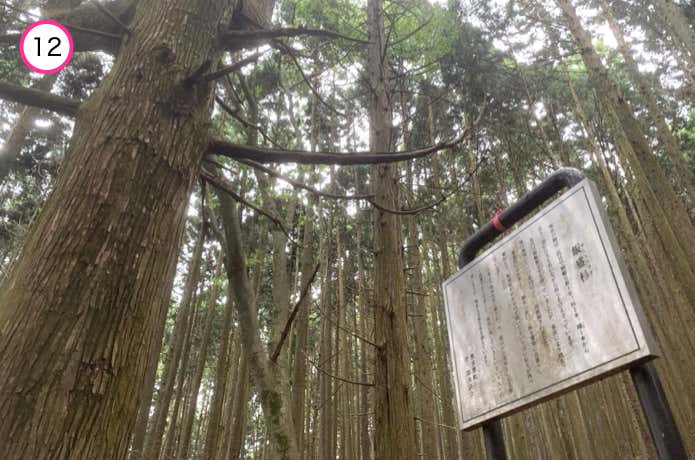 飯盛杉