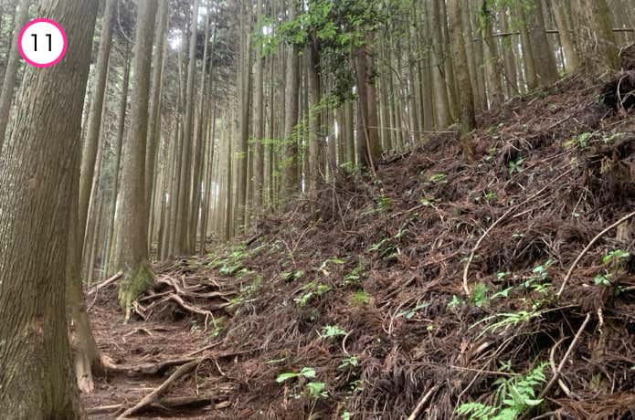 針葉樹林が濃くなる