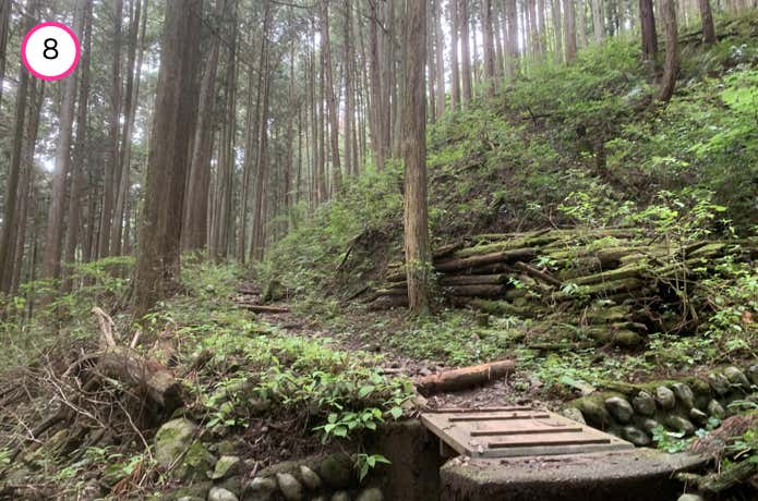 杉林の中の登山道