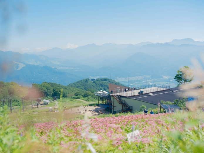 北アルプスの絶景と約300種200万株の花々。白馬五竜高山植物園が今季