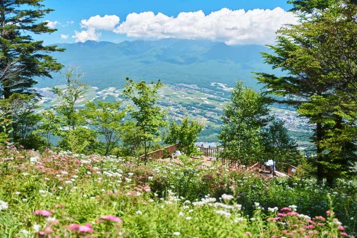 涼風の入笠花暦2026