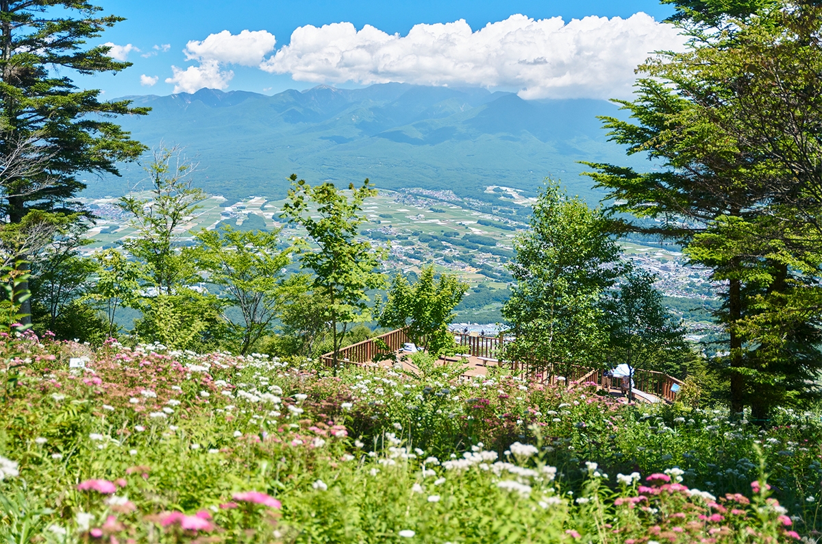 "花の避暑地"入笠山「涼風の入笠花暦2026」