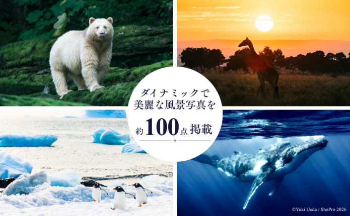 2026年1月の旅での新規撮りおろし