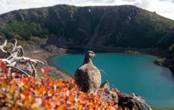 御嶽山のライチョウ