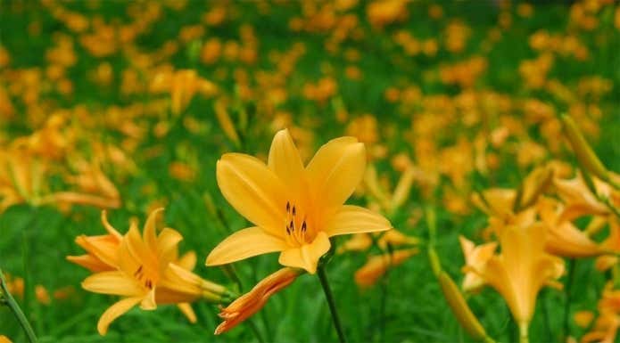 ニッコウキスゲ(ススキノキ科)Hemerocallis dumortieri var.esculenta