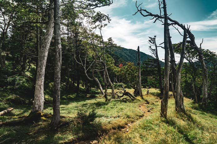 穏やかな登山道