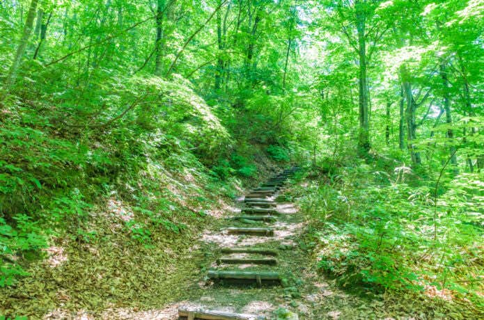 世界遺産「白神山地」 世界遺産の径ブナ林散策道 青森県