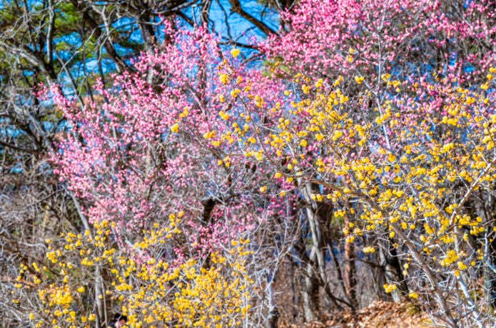 宝登山 花