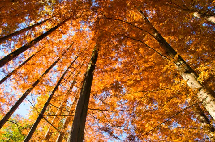 メタセコイア並木の紅葉