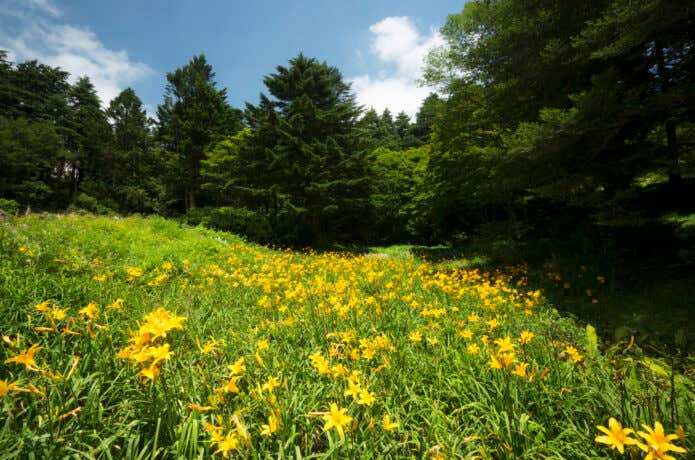 六甲高山植物園