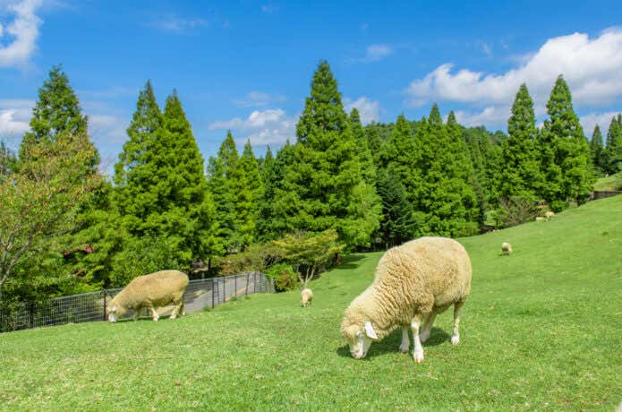 六甲山牧場 羊