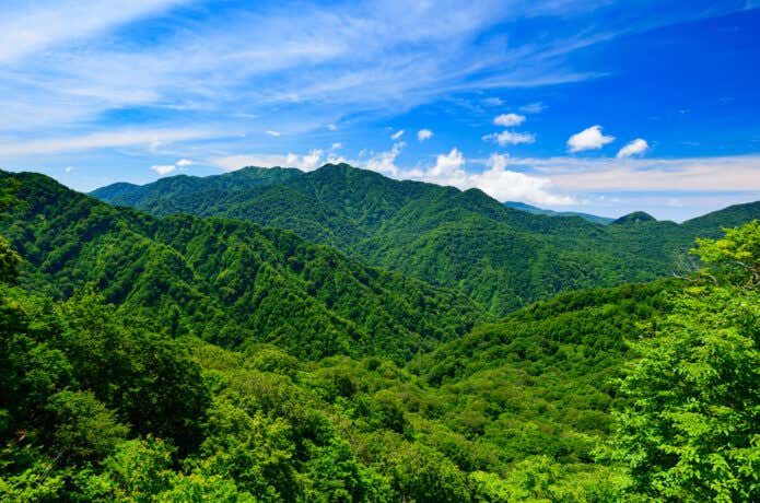 新緑の白神山地