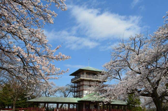 枡形山展望台と桜