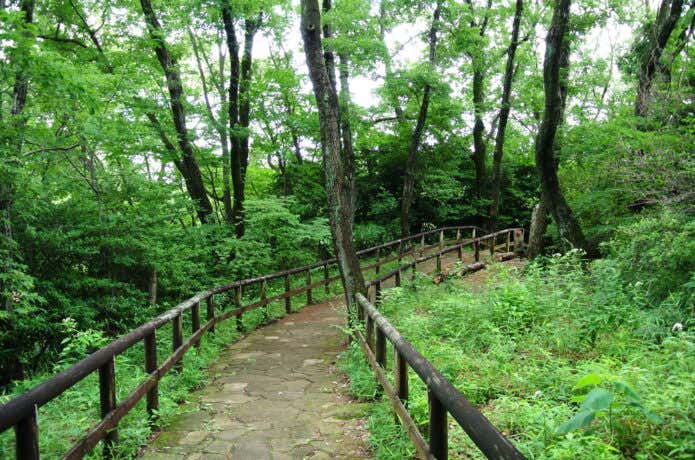 生田緑地の遊歩道