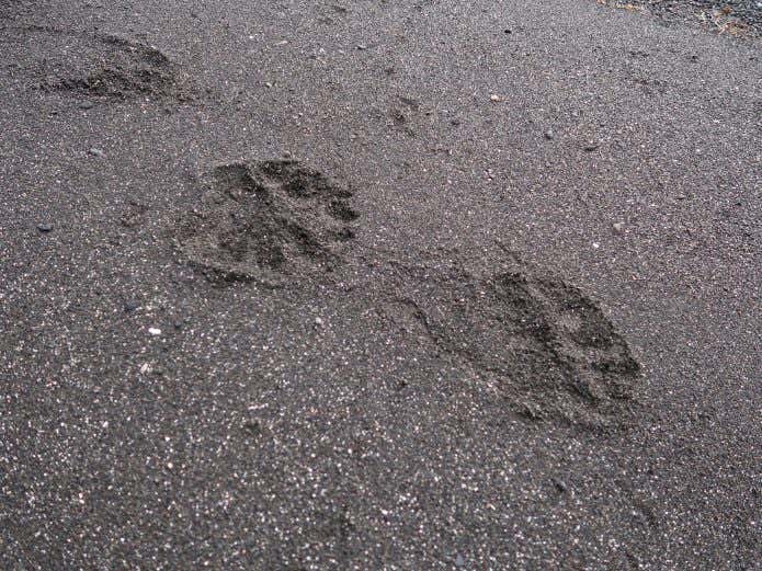 ヒグマの足跡