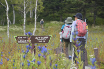 花の名山・入笠山「3万本のリンドウ祭り」
