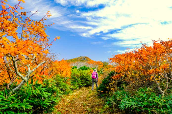 秋の山を登る女性
