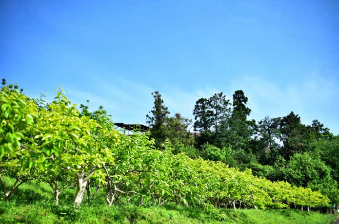 柿をはじめとする農園が広がる岡上地区