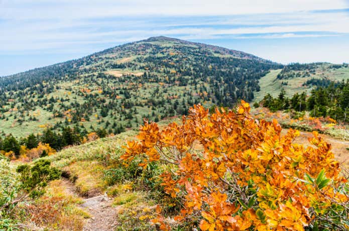 紅葉の森吉山
