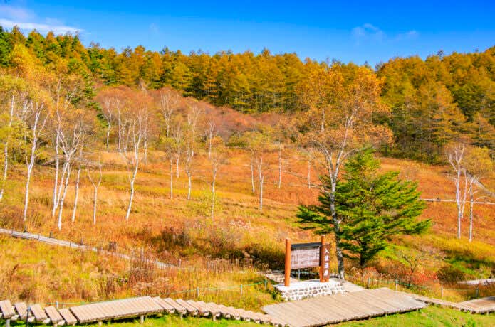 紅葉の入笠山