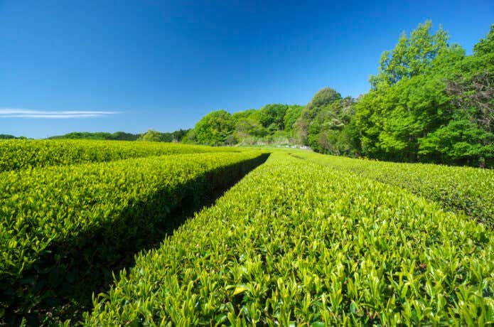 狭山茶の茶畑