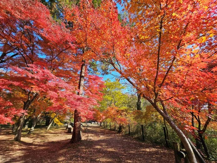 嵐山渓谷展望台周辺