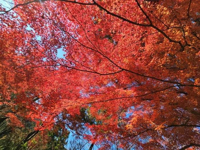 嵐山渓谷の紅葉