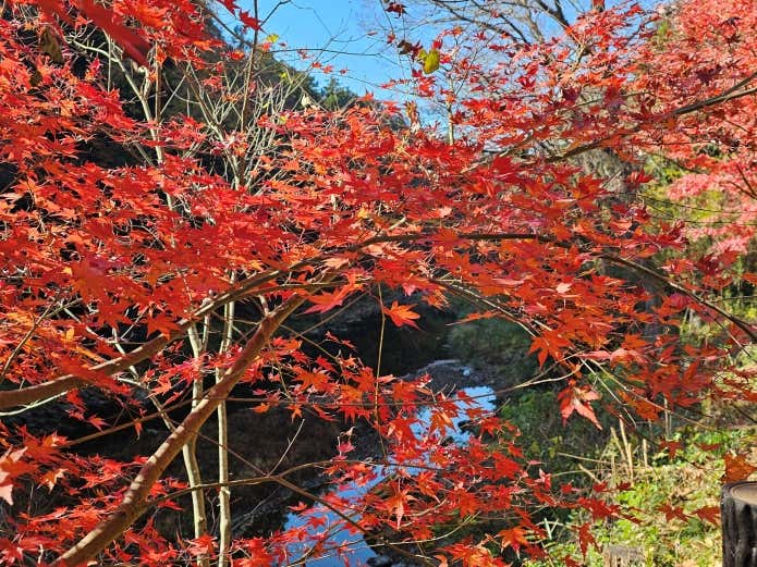 槻川と紅葉