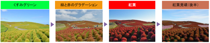 紅葉から赤と茶のグラデーションへと変化