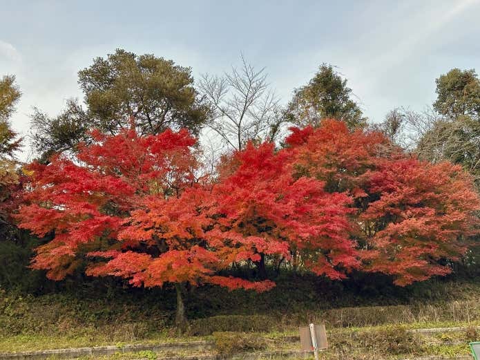 令和6年12月6日撮影