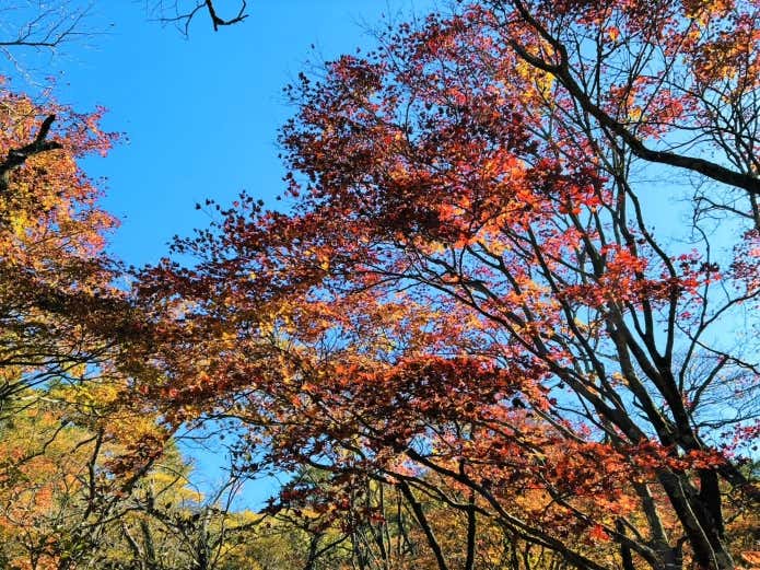 令和7年11月15日撮影