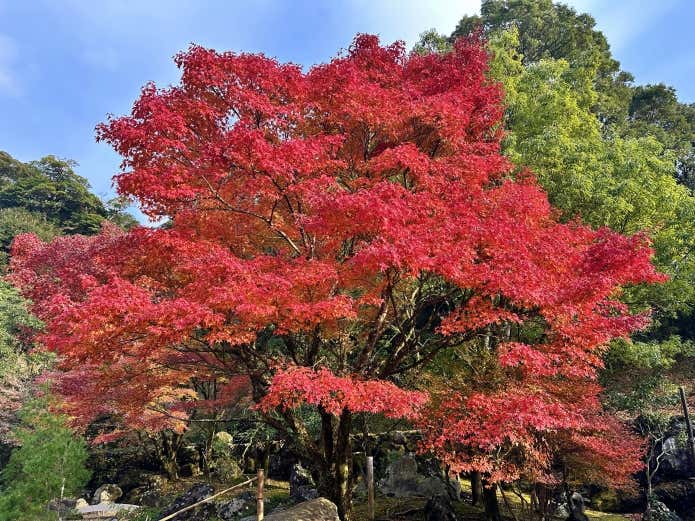 令和6年12月6日撮影