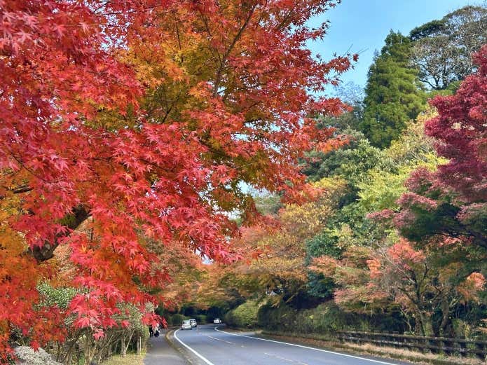 令和6年12月6日撮影
